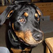 Rottweiler Liva