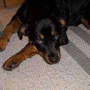 Rottweiler Liva