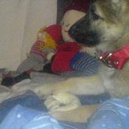 Schæferhund Maggie 