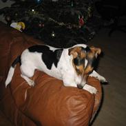 Jack russell terrier kila