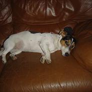 Jack russell terrier kila