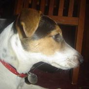 Jack russell terrier kila