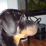 Rottweiler Tyson .. R.I.P