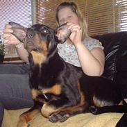 Rottweiler Tyson .. R.I.P