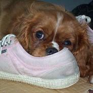 Cavalier king charles spaniel Düchess  [Himmelhunden]