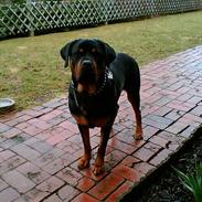 Rottweiler Chica *Død Nov. 2008 *