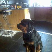 Rottweiler Chica *Død Nov. 2008 *