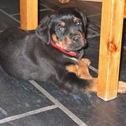 Rottweiler Chica *Død Nov. 2008 *