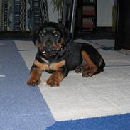 Rottweiler Chica *Død Nov. 2008 *