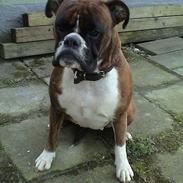Boxer Emma