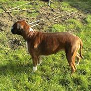 Boxer Emma