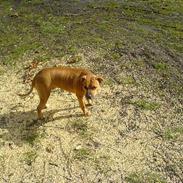 Amerikansk staffordshire terrier trunte