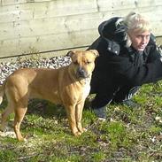 Amerikansk staffordshire terrier trunte