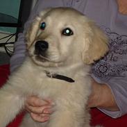 Golden retriever Kenzo