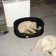 Golden retriever Kenzo