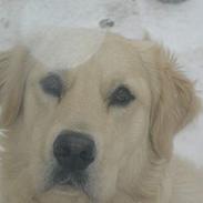 Golden retriever Kenzo