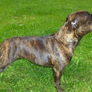 Staffordshire bull terrier Bossie