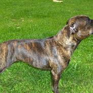 Staffordshire bull terrier Bossie