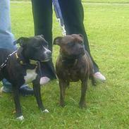 Staffordshire bull terrier Bossie