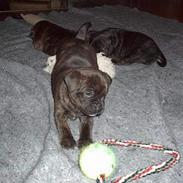 Staffordshire bull terrier Bossie