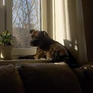 Staffordshire bull terrier Bossie