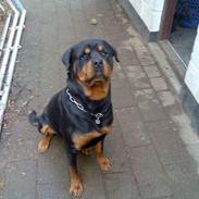 Rottweiler thor