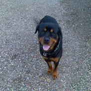 Rottweiler thor