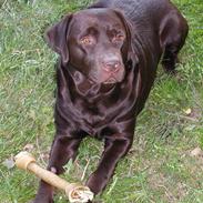 Labrador retriever andy