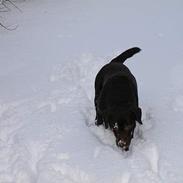 Labrador retriever andy