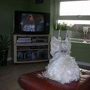 West highland white terrier tutsi