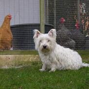 West highland white terrier tutsi