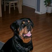 Rottweiler thor