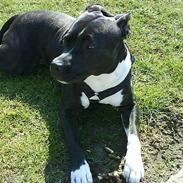 Amerikansk staffordshire terrier Nellie