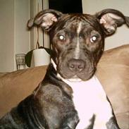 Amerikansk staffordshire terrier Nellie