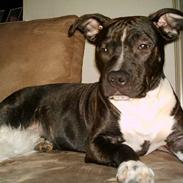 Amerikansk staffordshire terrier Nellie