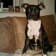 Amerikansk staffordshire terrier Nellie
