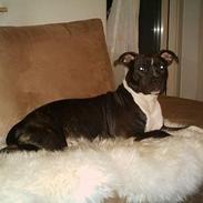 Amerikansk staffordshire terrier Nellie
