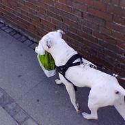 Amerikansk staffordshire terrier Bobby
