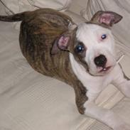 Amerikansk staffordshire terrier Molly