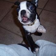 Boston terrier Emma