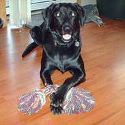 Blanding af racer /Labrador - Maggi