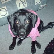 Blanding af racer /Labrador - Maggi