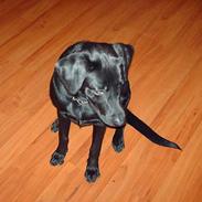Blanding af racer /Labrador - Maggi
