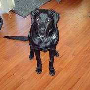 Blanding af racer /Labrador - Maggi