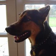 Blanding af racer Enzo