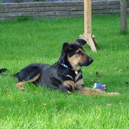 Blanding af racer Enzo