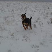 Blanding af racer Enzo