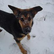 Blanding af racer Enzo