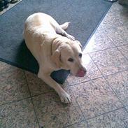 Labrador retriever Bailey <3 ¤ANÉE'S¤