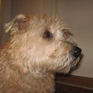 Irish Glen of Imaal Terrier Snooker